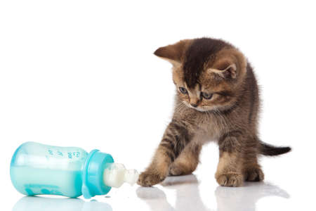 British Kitten and baby milk bottle on white background の写真素材