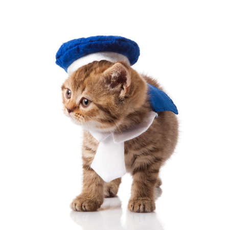 kitten on a white backgroundの写真素材