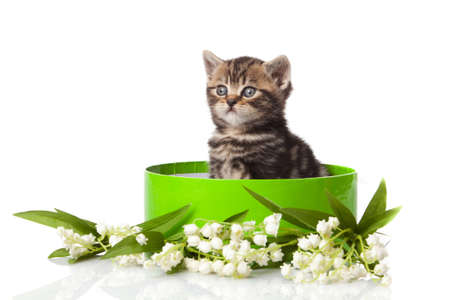 kitten in green gift box isolated on white の写真素材