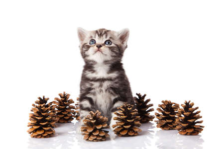 British kitten with pine cones on white の写真素材