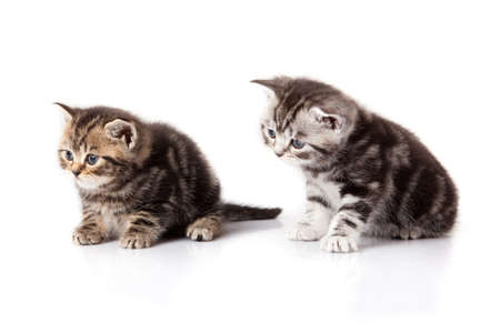 kitten on a white backgroundの写真素材
