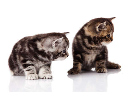 kitten on a white backgroundの写真素材