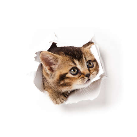 cat looking up in paper の写真素材