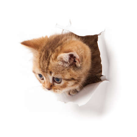 cat looking up in paper の写真素材