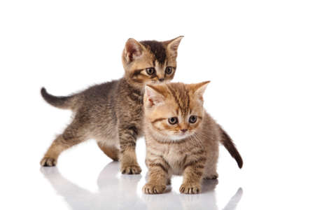 kitten on a white backgroundの写真素材
