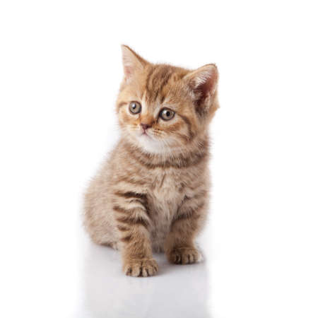 kitten on a white backgroundの写真素材