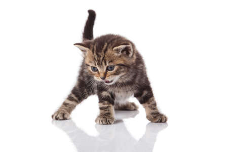 kitten on a white backgroundの写真素材