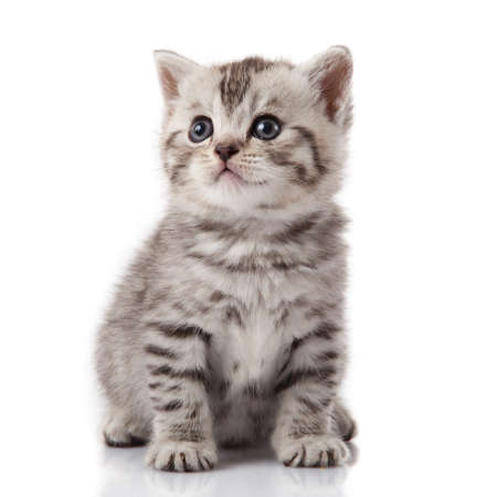 kitten on a white backgroundの写真素材
