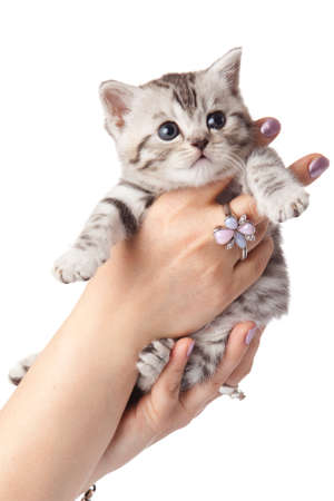 kitten on a white backgroundの写真素材