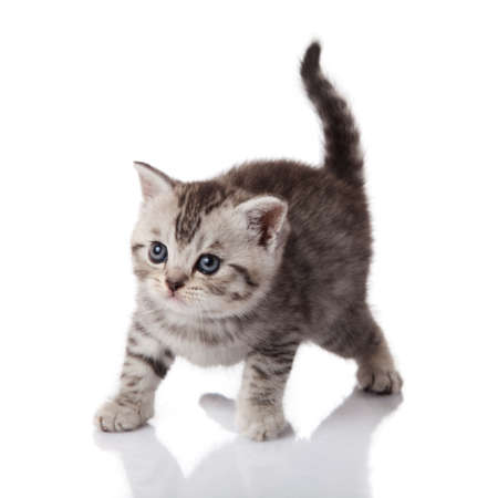 kitten on a white backgroundの写真素材