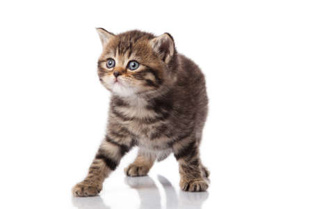 kitten on a white backgroundの写真素材