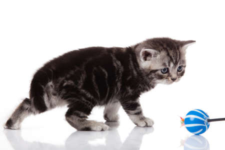 kitten on a white backgroundの写真素材
