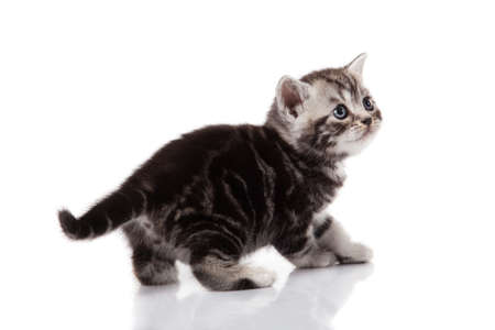 kitten on a white backgroundの写真素材
