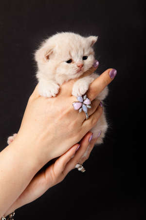 small kitten on a handの写真素材