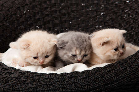 Cat sleeping in the basketの写真素材
