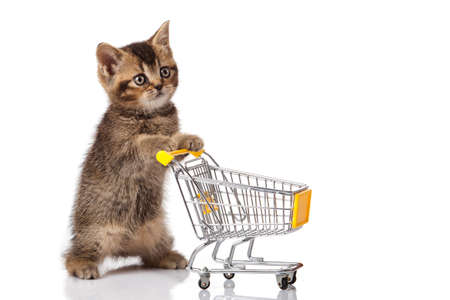british cat with shopping cart isolated on white. kitten osolatedの写真素材