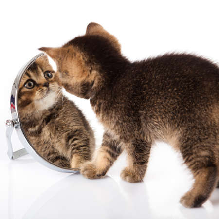 kitten with mirror on white background. kitten looks in a mirror.の写真素材