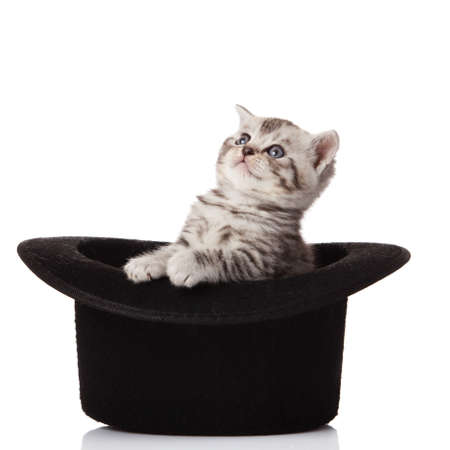 kitten sitting in hat. little kitten on white background.の写真素材