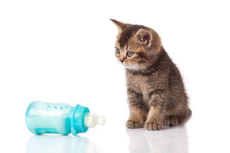 British Kitten and baby milk bottle on white background.の写真素材