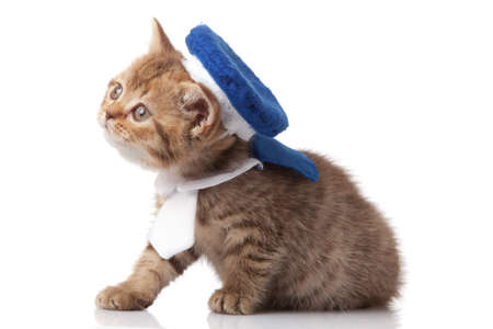 kitten on a white backgroundの写真素材