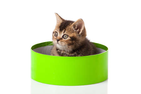 kitten in green gift box isolated on white.の写真素材