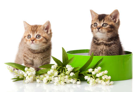 kitten in green gift box isolated on white.の写真素材