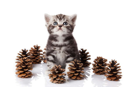 British kitten with pine cones on white.の写真素材