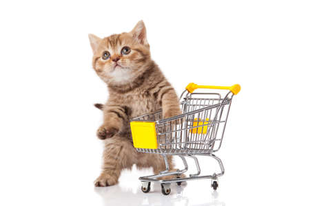 british cat with shopping cart isolated on white. kitten osolatedの写真素材