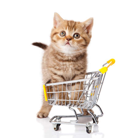 british cat with shopping cart isolated on white. kitten osolatedの写真素材