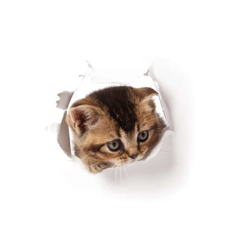 cat looking up in paper.の写真素材