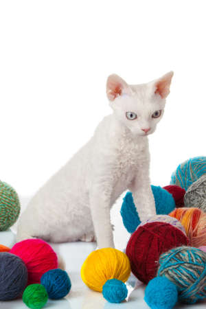 Cat Devon Rex on white background. kitten with balls of threadsの写真素材