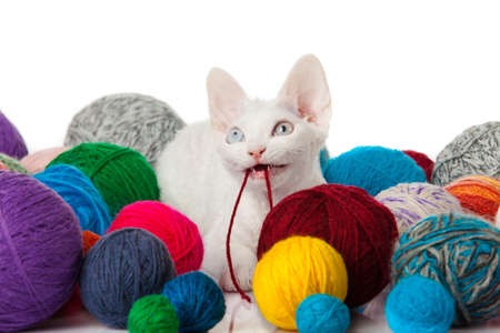 Cat Devon Rex on white background. kitten with balls of threadsの写真素材