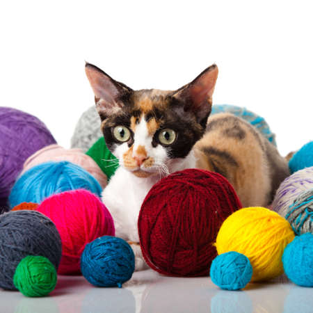 Cat Devon Rex on white background. kitten with balls of threads Cat Devon Rex on white background. kitten with balls of threads