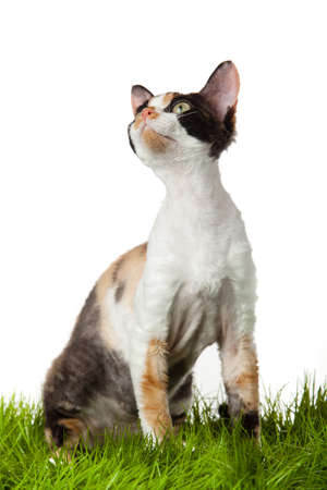 Devon Rex cat in the grass. isolatet on white.の写真素材
