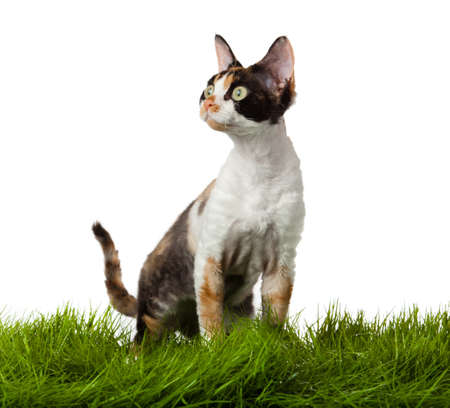 Devon Rex cat in the grass. isolatet on white.の写真素材