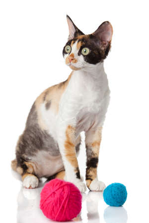 Cat Devon Rex on white background. kitten with balls of threadsの写真素材