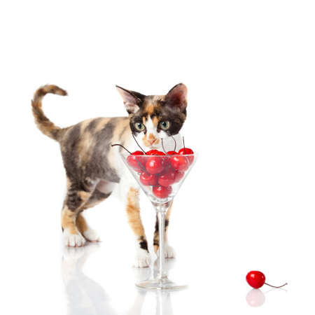 Devon Rex cat on white backgroundの写真素材