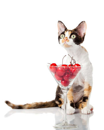 Devon Rex cat on white backgroundの写真素材