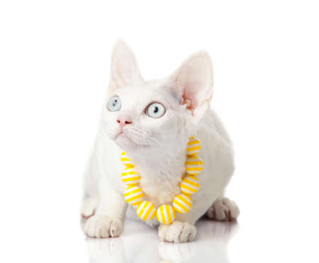 Devon Rex cat on white backgroundの写真素材