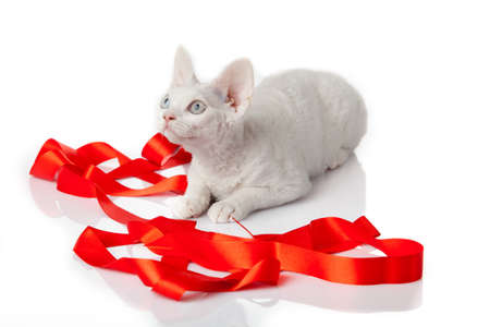 Devon Rex cat on white backgroundの写真素材