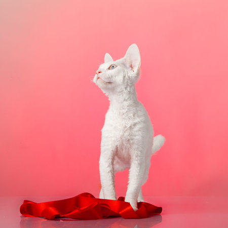 Devon rex on purple background