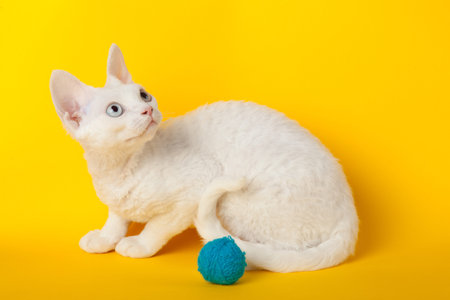 Devon Rex cat on yellow background