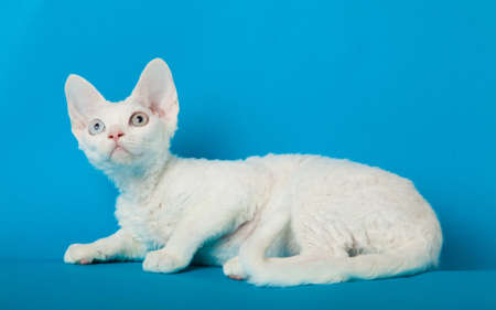 Devon Rex cat on blue backgroundの写真素材