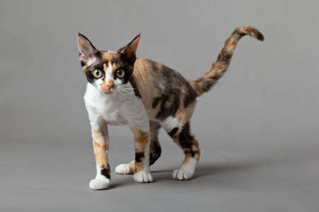 Devon Rex cat on gray backgroundの写真素材
