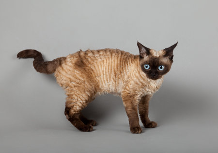 Devon Rex cat on gray background