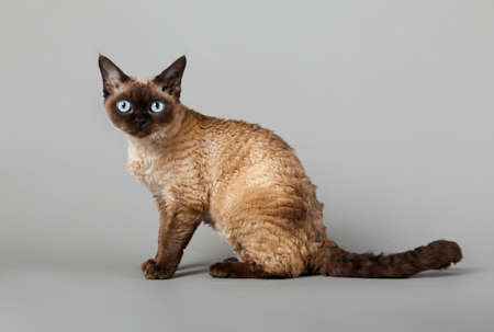 Devon Rex cat on gray backgroundの写真素材