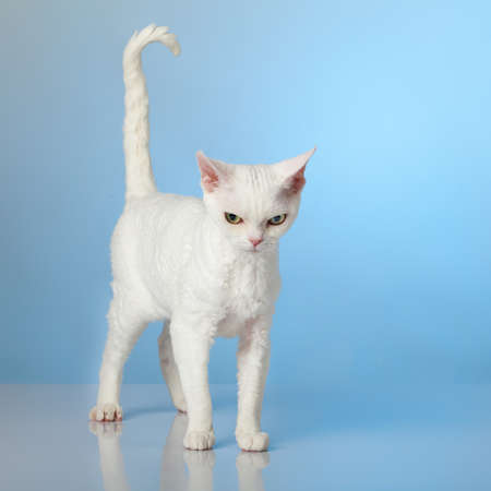 Devon Rex on blue backgroundの写真素材