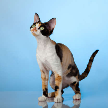 Devon Rex on blue backgroundの写真素材