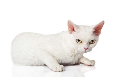 Devon Rex  Portrait on a white backgroundの写真素材