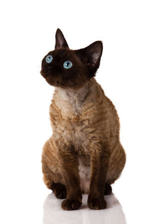 Devon Rex  Portrait on a white backgroundの写真素材